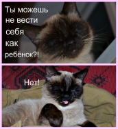 Кошки