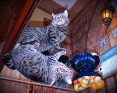 Кошка, которая гуляет сама по себе :)