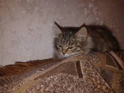 БОНЯ