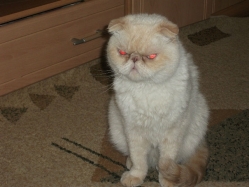 Кот - бандит Мишка