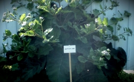 Сам ты лопух! Я - Arctium Lapp.