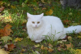 Друг семьи, кот Снежок)
