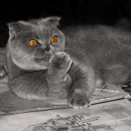 Кот учёный...