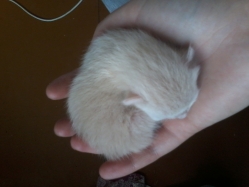 мои лапочки