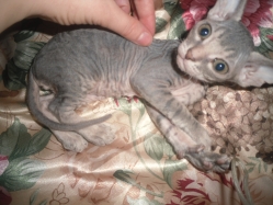 Кошка Бетси