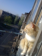 А кто это на окошке в доме напротив? Кошка?