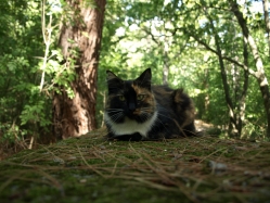 Дикая кошка Тинка