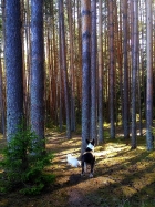 Лесная прогулка