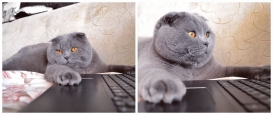 Кот Плутон)