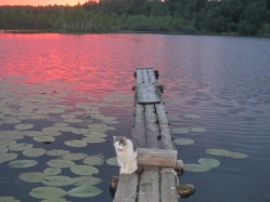 Кот Васька ждёт свой улов